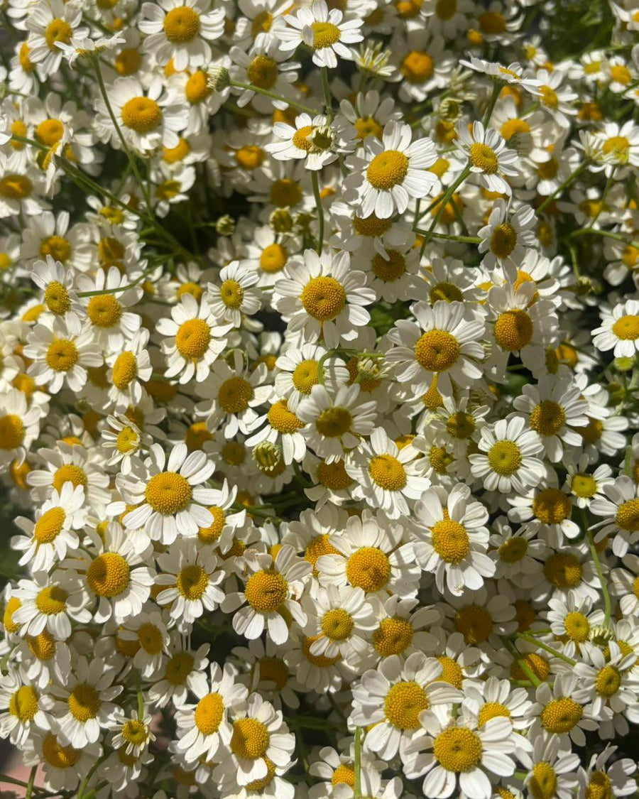 Tanacetum