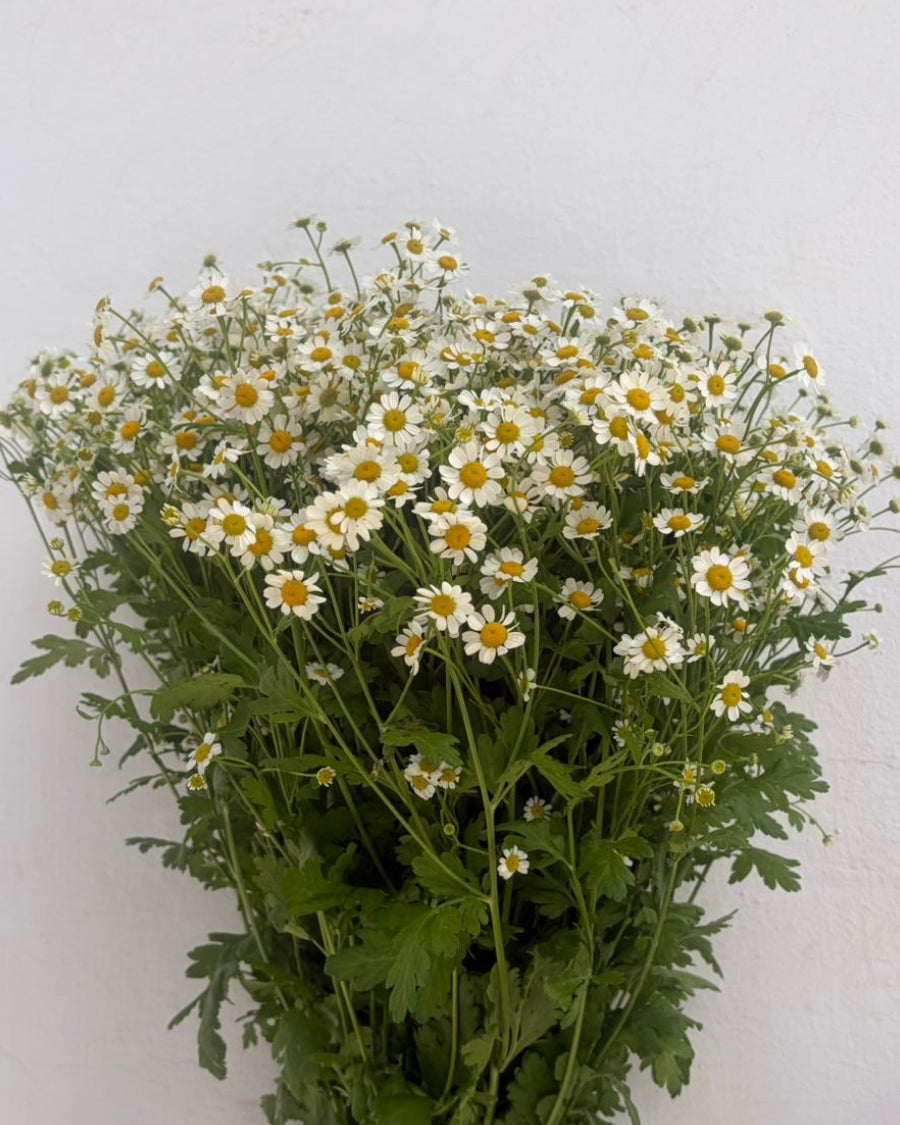 Tanacetum