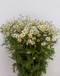 Tanacetum