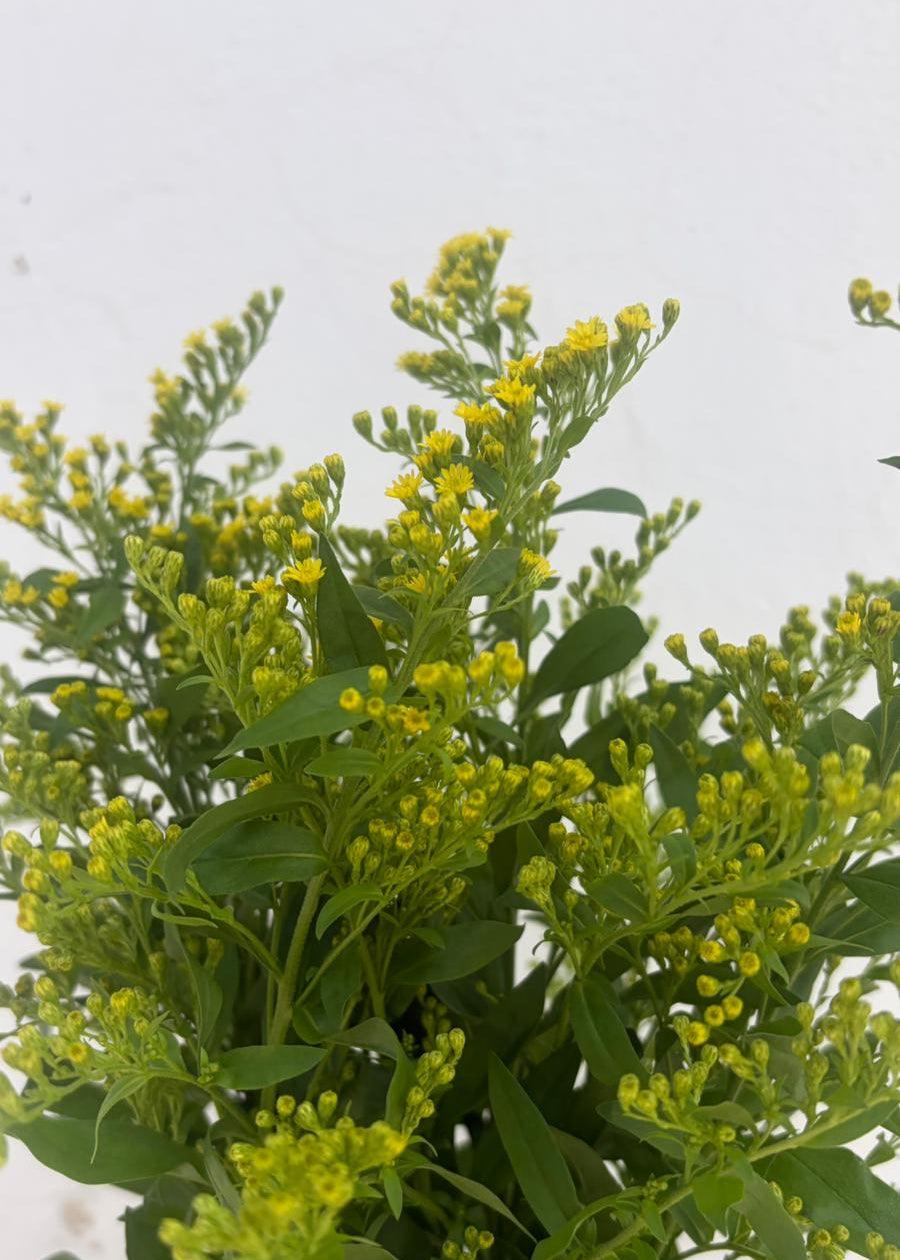 Solidago