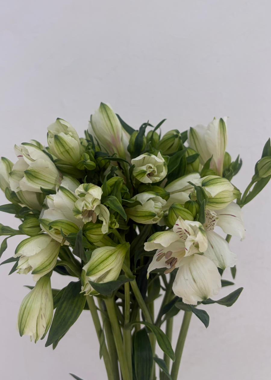 Alstroemeria Nacional