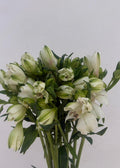 Alstroemeria Nacional