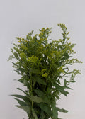 Solidago