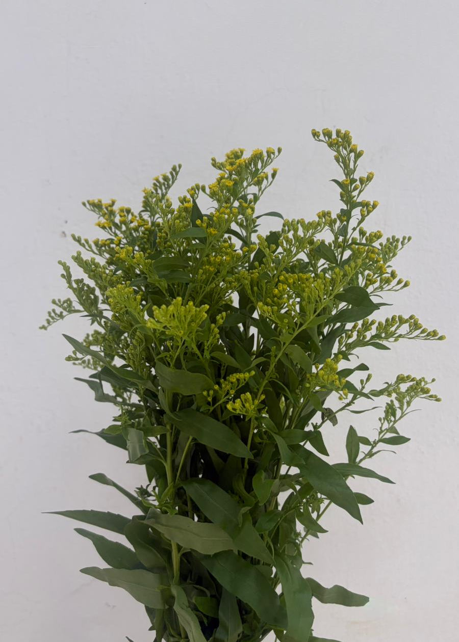 Solidago