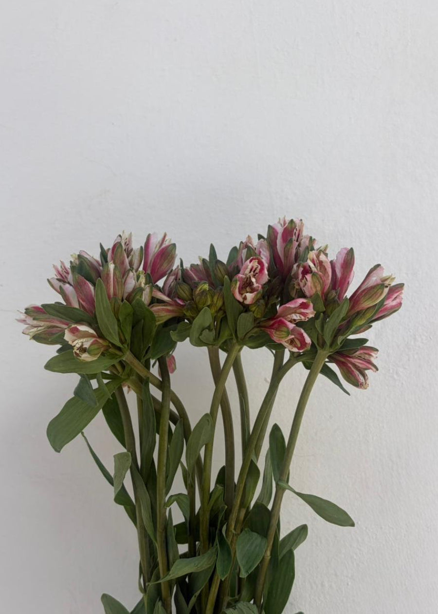 Alstroemeria Nacional