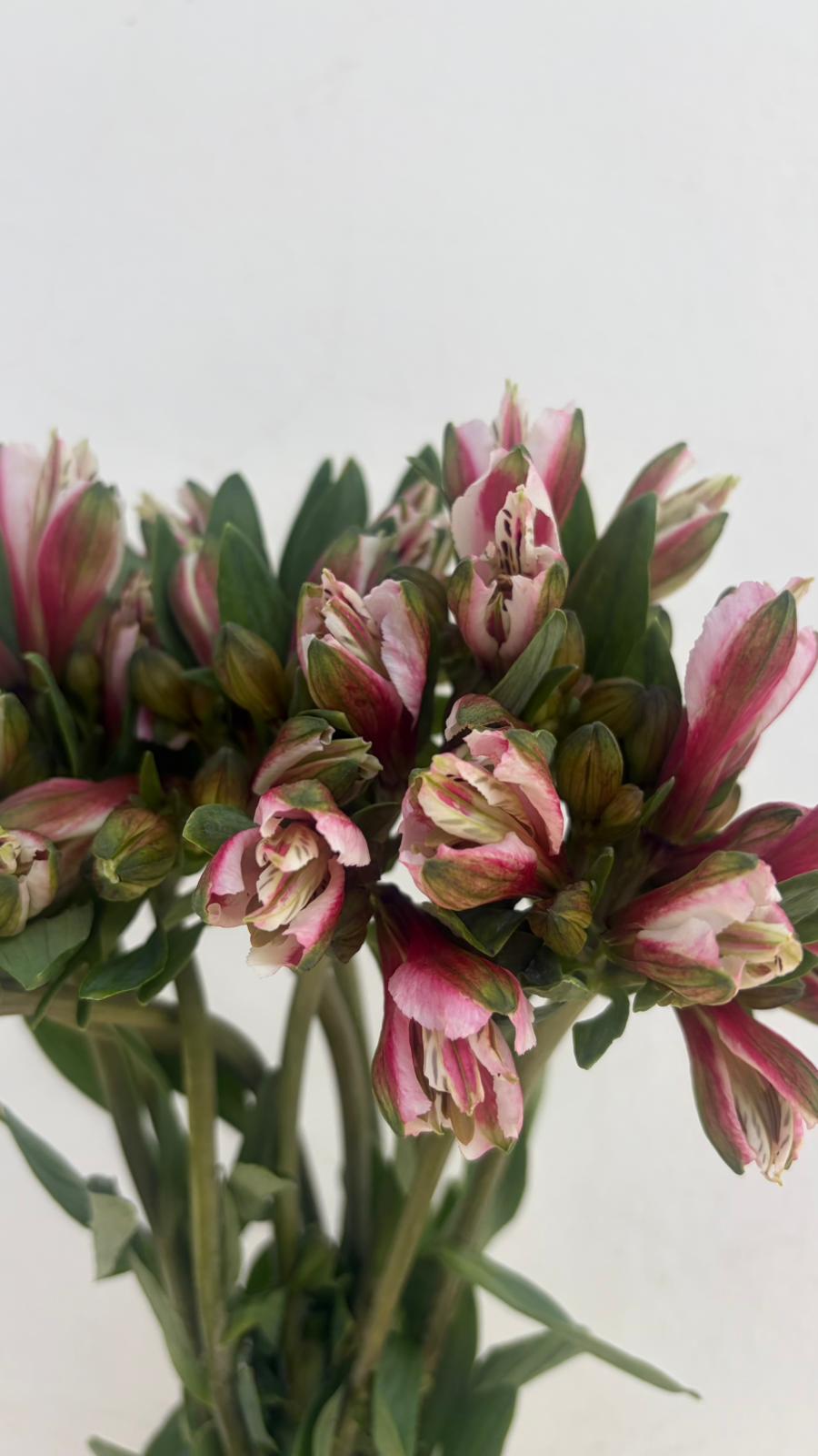 Alstroemeria Nacional