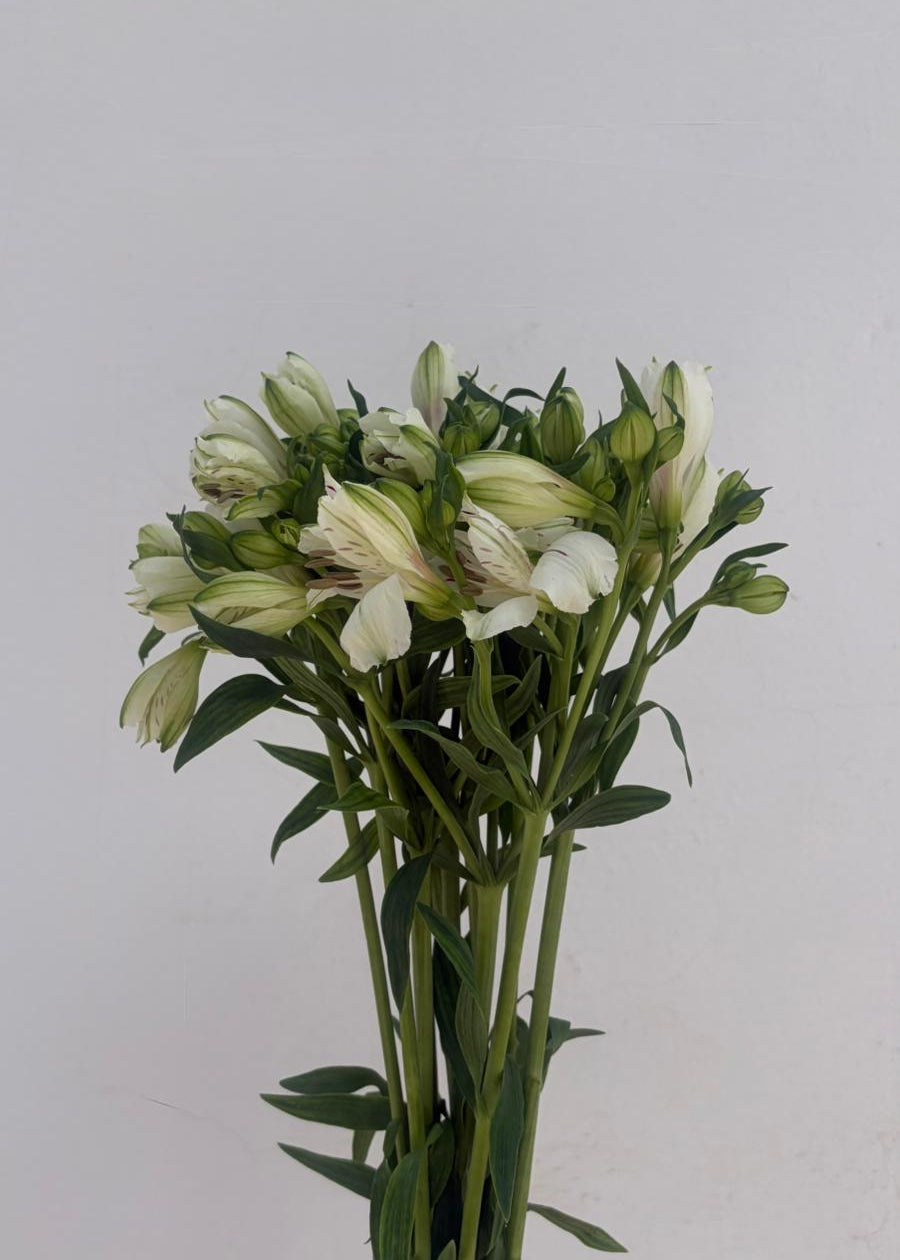 Alstroemeria Nacional