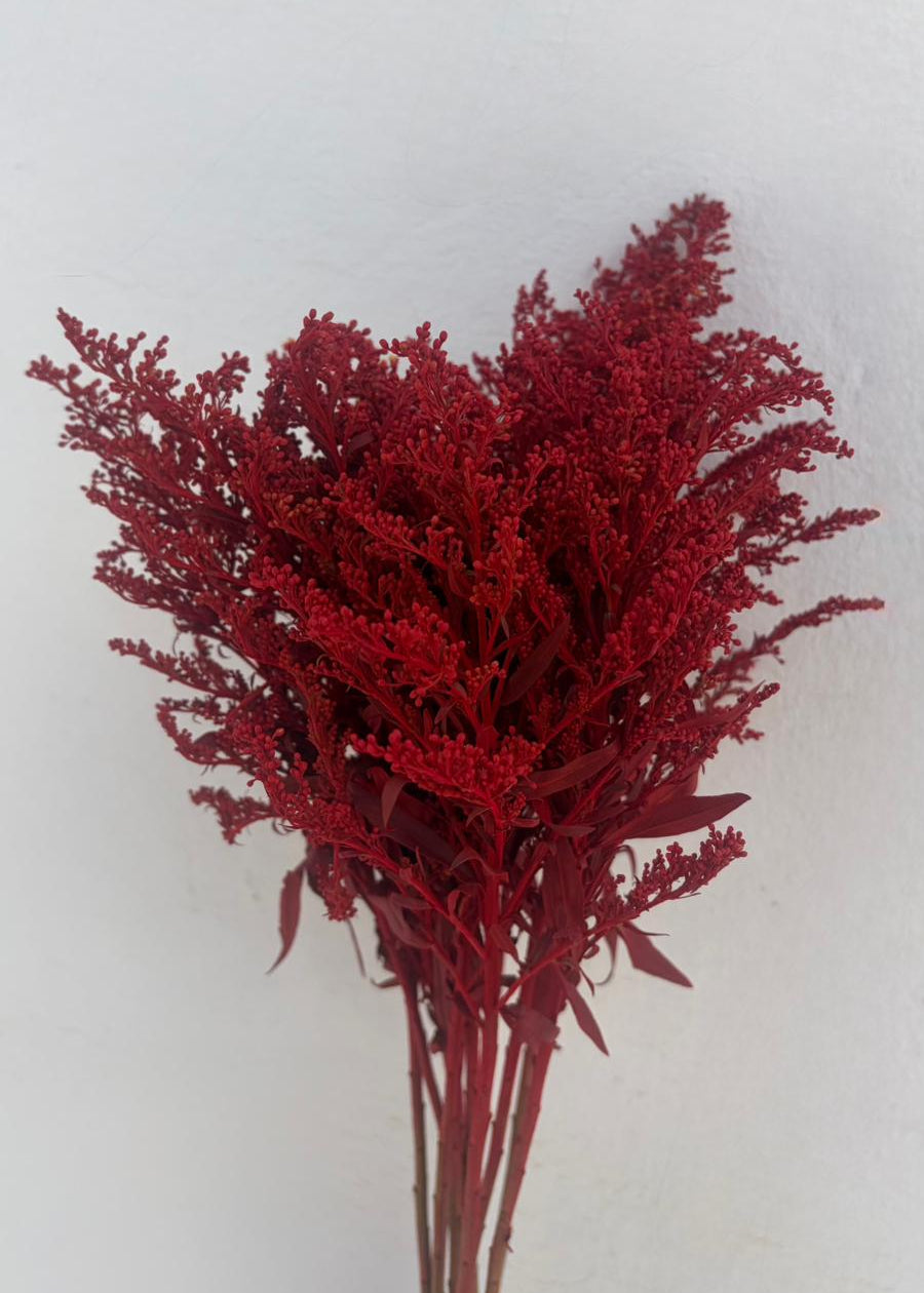 Solidago Teñido