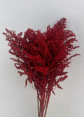 Solidago Teñido