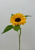 Girasol