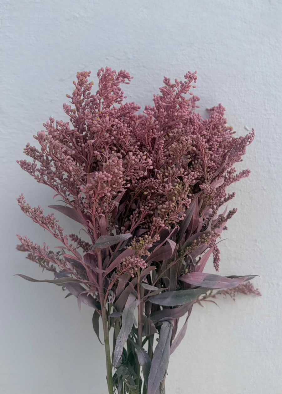 Solidago Teñido