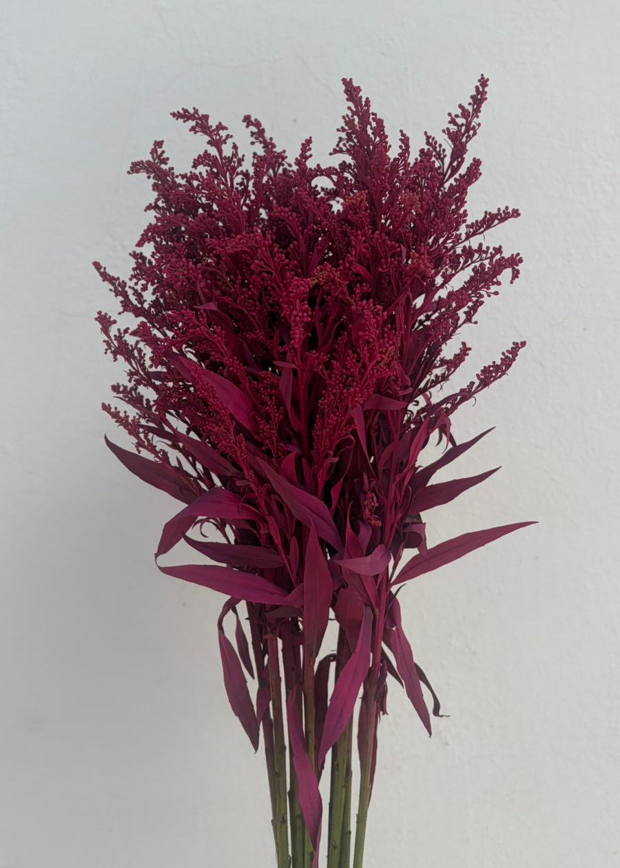 Solidago Teñido