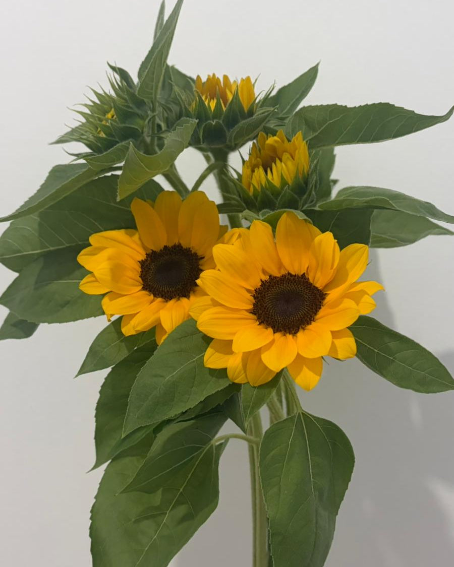 Girasol